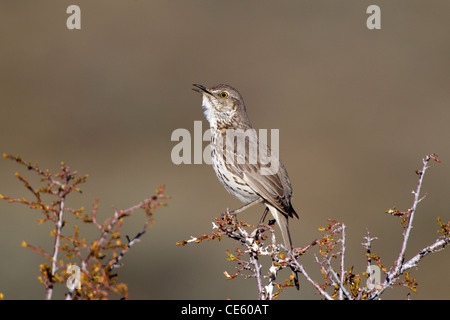 Moqueur des armoises (Oreoscoptes montanus Bodie, California, United States 13 mai Hot Mimidae Banque D'Images