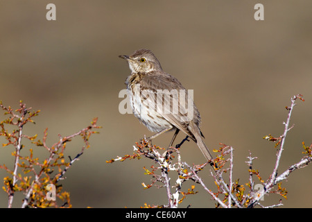 Moqueur des armoises (Oreoscoptes montanus Bodie, California, United States 13 mai Hot Mimidae Banque D'Images