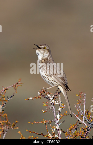 Moqueur des armoises (Oreoscoptes montanus Bodie, California, United States 13 mai Hot Mimidae Banque D'Images