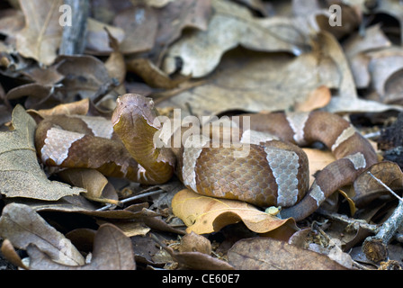 Les bandes larges (Agkistrodon contortrix Copperhead, lacticinctus), LBJ Prairies nationales, Texas, USA. Banque D'Images