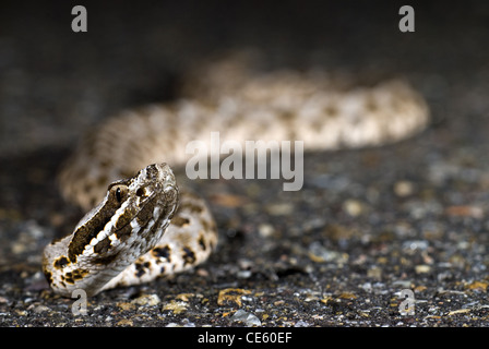 Massasauga, Désert (Sistrurus catenatus edwardsii), Bernalillio county, Nouveau Mexique, USA. Banque D'Images