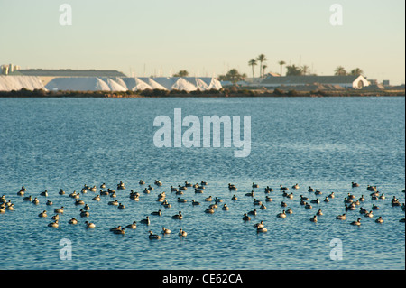 Les oiseaux d'eau piscine en face d'une raffinerie de sel Banque D'Images