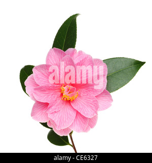 Camellia Williamsii don fleur et feuilles isolées contre white Banque D'Images