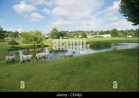 L'étang à canards et moutons en Caldbeck Village de Cumbrie Lake District UK campagne anglaise Banque D'Images