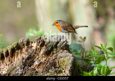 Robin à partir de graines d'alimentation placé sur un journal dans le jardin Banque D'Images