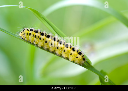 Le jaune s'asseoir sur la tige d'herbe de Caterpillar Banque D'Images