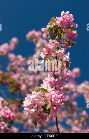 Pink apple blossoms contre un ciel bleu profond Banque D'Images