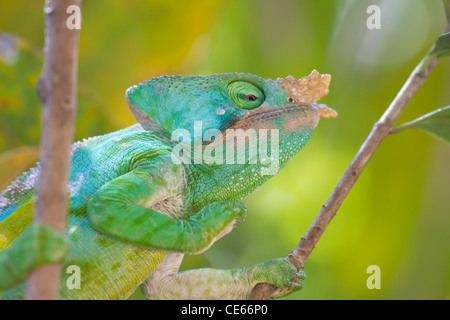 Male Parson's Chameleon (Calumma parsonii), Andasibe, Madagascar Banque D'Images