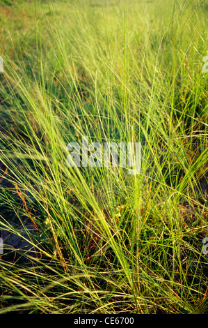 Herbe verte ; fond ; texture ; Banque D'Images