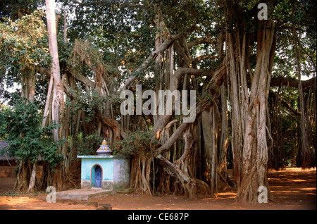 Temple et Banyan Tree ; Satpaba ; l'Orissa en Inde ; Banque D'Images