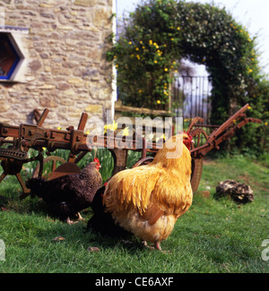Un Buff Orpington coq coq avec les poules en liberté par une maison de campagne dans un jardin rural & jonquilles à Pâques Printemps West Wales UK KATHY DEWITT Banque D'Images