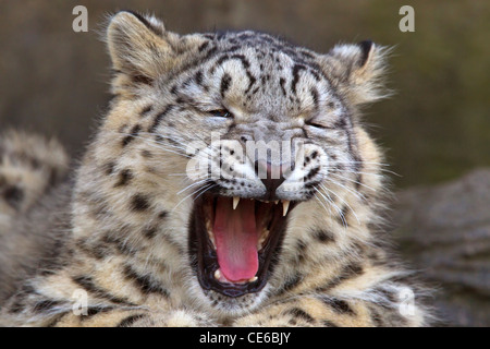 Snow Leopard cub le bâillement Banque D'Images