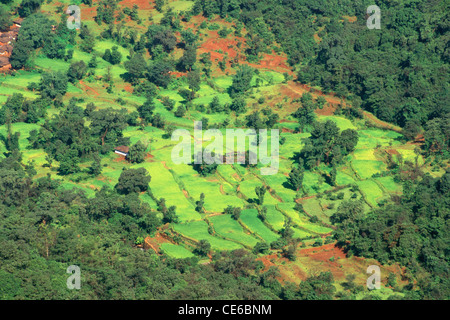 Vue aérienne de rizières et forêt verte ; Mahableshwar ; Maharashtra Inde ; Banque D'Images