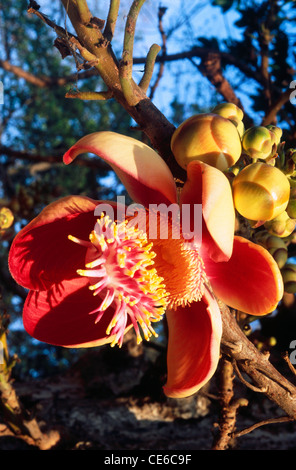 Fleur de Cannonball ; Couroupita guianensis ; fleur de Nagalinga ; arbre de Temple Couropit guianensu ; Trivandrum ; kerala ; inde ; asie Banque D'Images