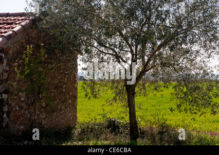 Arbre généalogique olive contre vieille maison en pierre, montrant champ vert en arrière-plan, au sud de la France Banque D'Images