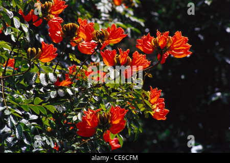 Arbre à fleurs de Spathodea campanulata ; arbre à fleurs de Spathodia campanulata ; arbre à tulipes africain ; Banque D'Images