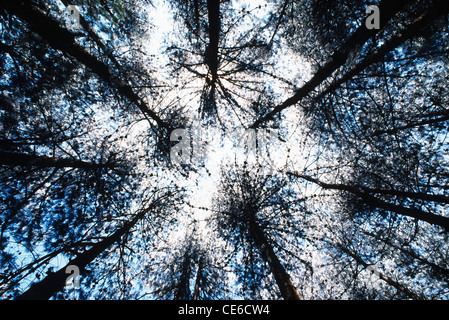 Pins ; angle bas regardant vers le haut ; Banque D'Images