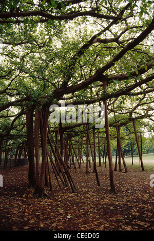 Le Grand Banyan Tree ; Ficus bengalensis ; jardin botanique indien Acharya Jagadish Chandra Bose ; calcutta ; kolkata ; bengale-Occidental ; inde ; asie Banque D'Images