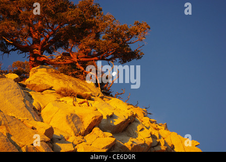 Arbre et Lune sur la roche au lever du soleil, la Sierra Nevada, en Californie Banque D'Images