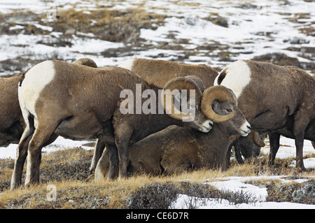 Béliers le mouflon d'ensemble Banque D'Images