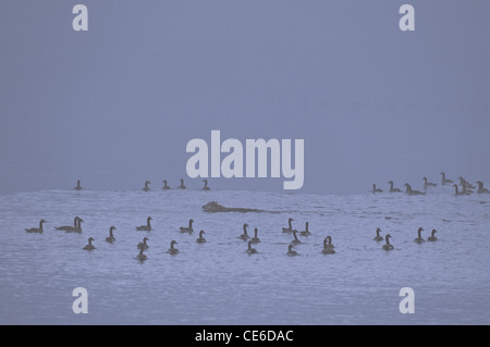 Wolf piscine par volée d'Outardes dans un épais brouillard Banque D'Images