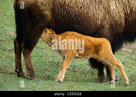 Soins infirmiers Bébé Buffalo Banque D'Images