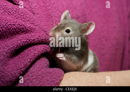 Enfant jouant avec hamster, Angleterre, Royaume-Uni, Europe Banque D'Images