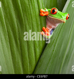 Red eyed tree frog, grenouille Agalychnis callidrias curieux dans rainforest Costa Rica se cacher entre les feuilles vertes Banque D'Images