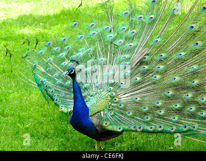 Un paon dans le parc, Close up Banque D'Images