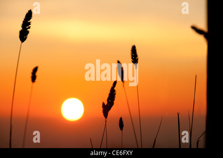 Silhouette de hautes herbes contre le coucher du soleil sur l'océan pacifique Banque D'Images