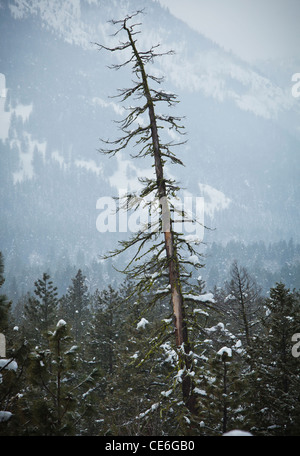 Un grand obstacle s'élevant au-dessus de l'autre des arbres dans la vallée près de Methow Mazama, Washington, USA. Banque D'Images