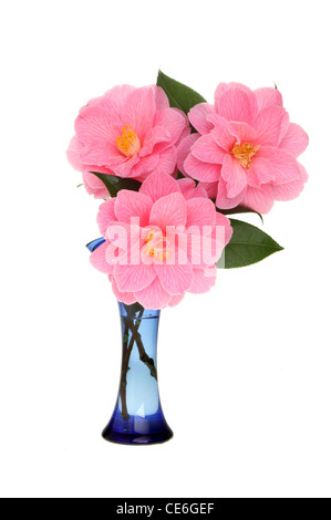 Camélia trois fleurs dans un vase de verre bleu blanc isolé contre Banque D'Images