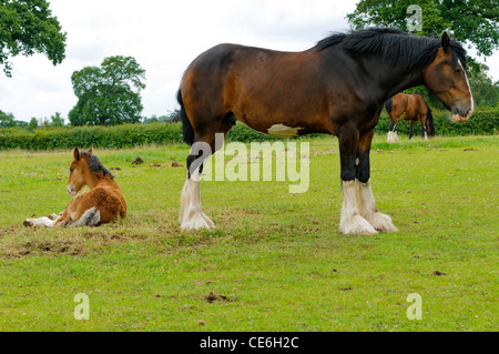 Shire Horse et son poulain dans la zone de parc national de Peak District Derbyshire, Angleterre Banque D'Images