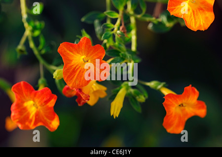 Streptosolen jamesonii fire bush marmelade orange bush plans rapprochés close-ups fleurs fleurs d'arbustes arbustes à fleurs Banque D'Images