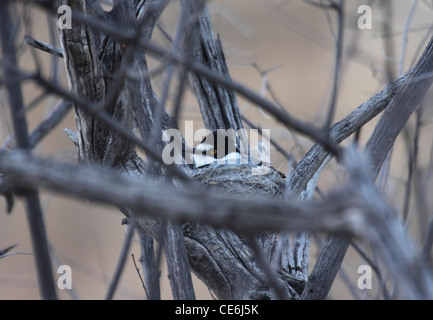 White Tailed shrike sur son nid en Namibie Banque D'Images