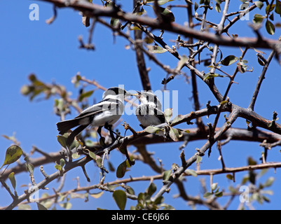White Tailed shrike nourrir les jeunes en Namibie Banque D'Images