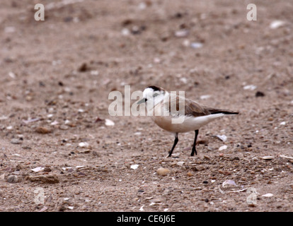 Pluvier siffleur sur rieuses beach en Namibie Banque D'Images