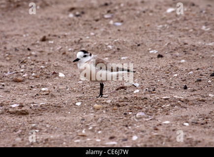 Pluvier siffleur sur rieuses beach en Namibie Banque D'Images