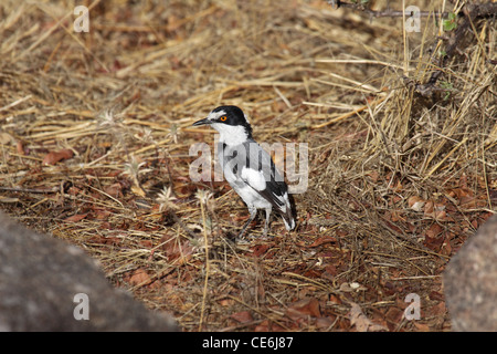 White Tailed shrike sur sol sec en Namibie Banque D'Images