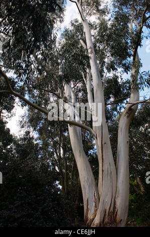 EUCALYPTUS DALRYMPLEANA Banque D'Images