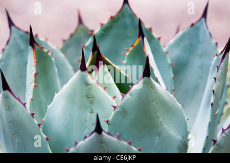 AGAVE PARRYI Banque D'Images