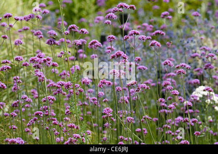 VERBENA BONARIENSIS Banque D'Images