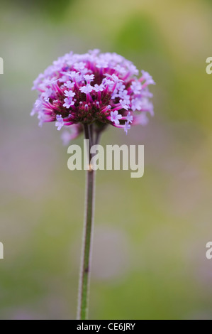 VERBENA BONARIENSIS Banque D'Images