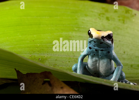 Grenouille Dendrobates tinctorius poison, des animaux de la forêt tropicale sur feuille verte Banque D'Images