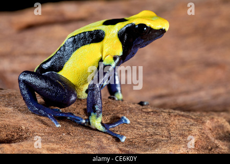 Poison dart frog, dendrobates tinctorius bel animal venimeux de forêt amazonienne tropicale jaune vif avec d'amphibiens Banque D'Images