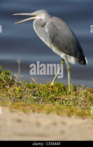 Une phase sombre (Dark morph) Western Reef Heron, Egretta gularis, également connu sous le nom de l'Aigrette des récifs de l'Ouest. Banque D'Images