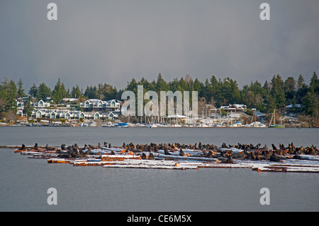 Les Lions de mer à Craig Bay logging yard, Nanoose Bay l'île de Vancouver en Colombie-Britannique. 7862 SCO Banque D'Images