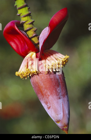 Fleurs de l'arbre de fruits de banane ; vangaon ; district de Palghar ; Dahanu taluka ; maharashtra ; inde ; asie Banque D'Images