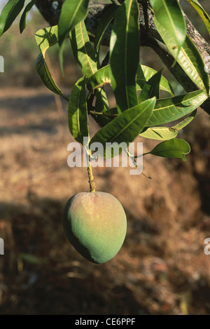 Le fruit du mangue sur l'arbre ; l'arbre du mangue d'Alphonso ; le roi des fruits ; Ratnagiri ; Maharashtra ; Inde ; Asie Banque D'Images