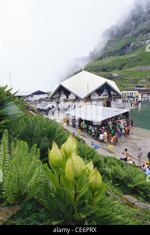 Saussurea obvallata ; Brahma Kamal à Hemkund Sahib Sikh Gurudwara ; Vallée des fleurs ; Ghangharia ; Uttarancal ; Uttarakhand ; inde ; asie Banque D'Images
